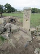 Image of HONLEY SHOW